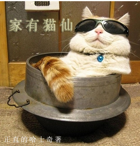 仙家有猫吗